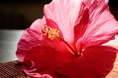 Close-up of pink hibiscus