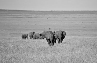 Elephants at the serengeti