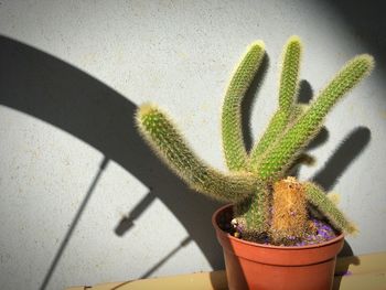 High angle view of potted plant