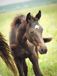 Close-up of horse on field