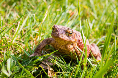 Close-up of frog in grass