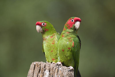 Close-up of bird perching on branch