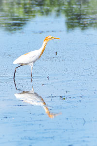 Cattle egret in breeding colors on water and grass field