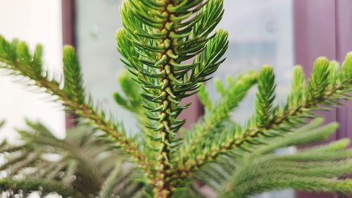 Close-up of pine tree