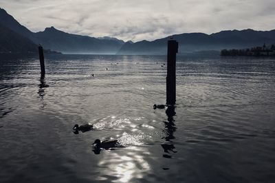 Swan swimming on lake against mountains