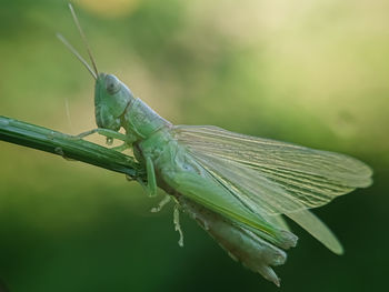 Close-up of insect on leaf