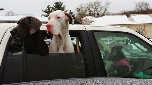 Portrait of dog in car