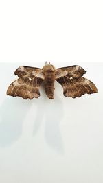 High angle view of butterfly on white background