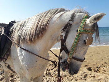 Close-up of horse on sand at beach against sky