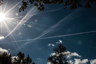 Low angle view of trees against sky