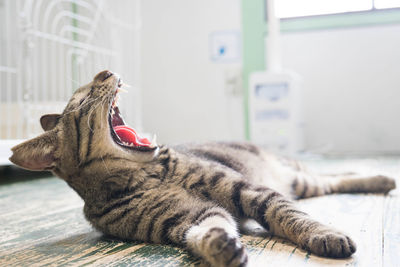 Close-up of cat yawning on hardwood floor