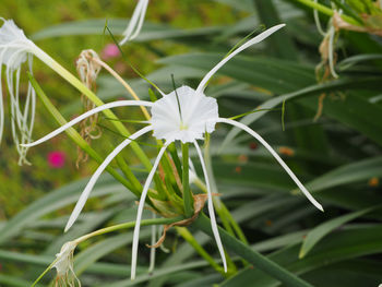 Close-up of white flower blooming outdoors