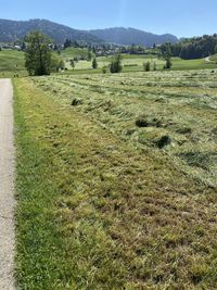 Scenic view of field