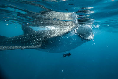 Close-up of fish swimming in sea