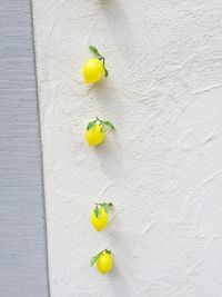 Directly above shot of yellow fruits on table against wall