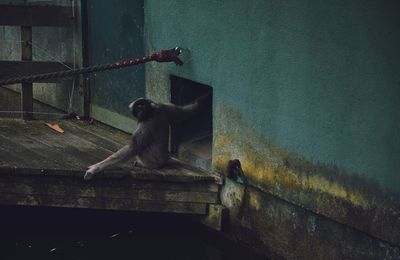Monkey sitting on wall