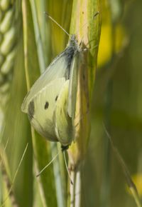 Close-up of insect on plant