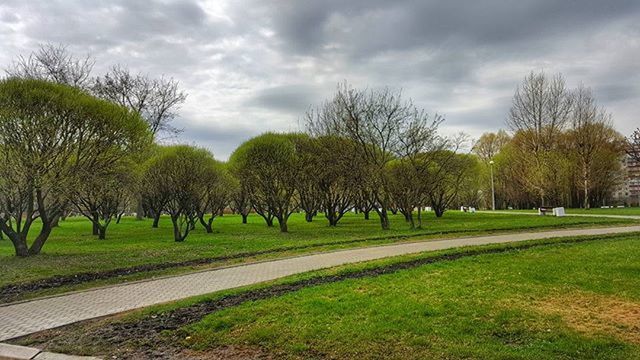 grass, sky, tree, cloud - sky, cloudy, field, green color, cloud, grassy, nature, tranquility, landscape, tranquil scene, growth, park - man made space, day, scenics, beauty in nature, bare tree, outdoors