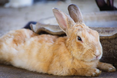 Close-up of a resting