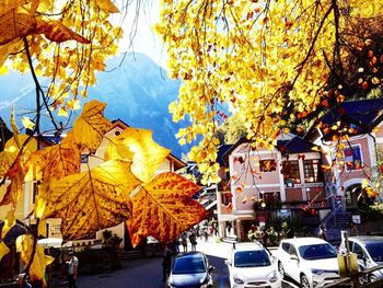 Close-up of yellow autumn tree in city