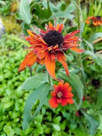 Close-up of butterfly on orange flower in park