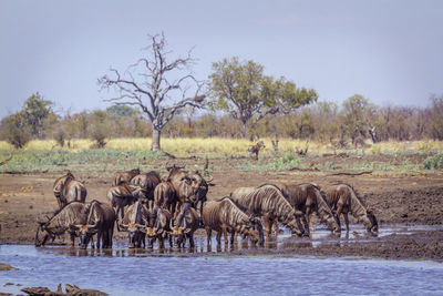 Wildebeests standing in lake against sky