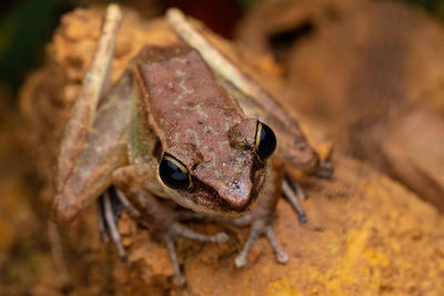 Close-up of frog