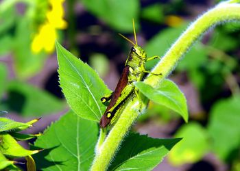 Close-up of grasshopper on a sunflower plant