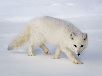 Sheep walking on snow