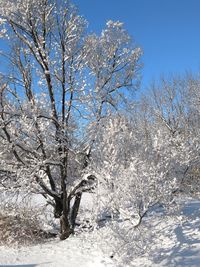 Bare tree against clear sky during winter