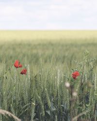 Red poppy flowers growing on field against sky