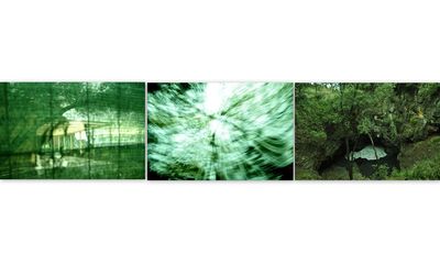 Trees growing in the dark