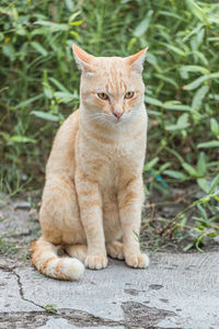 Close-up of cat on field