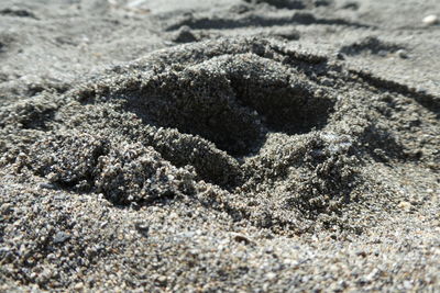 High angle view of animal shell on sand