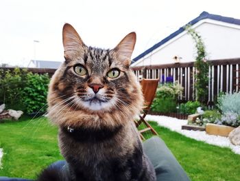 Portrait of cat sitting outdoors