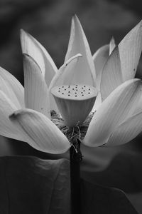 Close-up of flower