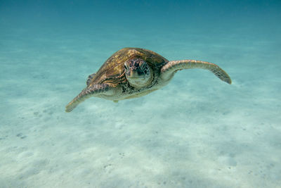 View of turtle swimming in sea