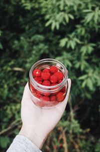 Midsection of woman holding strawberry