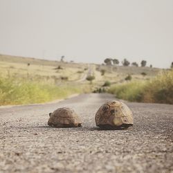 Close-up of stones on field