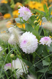 Close-up of pink flowers blooming outdoors