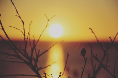 Close-up of silhouette plants against orange sunset sky