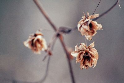 Close-up of flowers