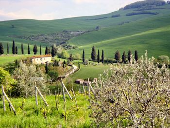 Scenic view of agricultural field