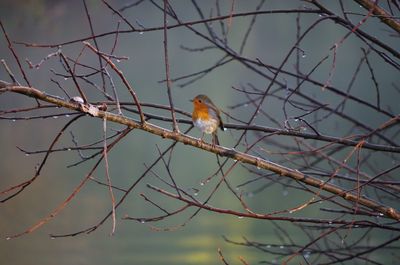 Low angle view of bird perching on branch