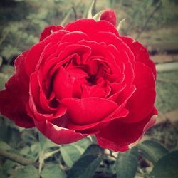 Close-up of red rose blooming outdoors