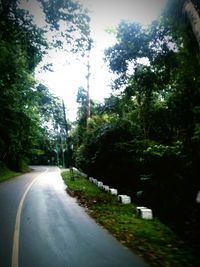 Road along trees