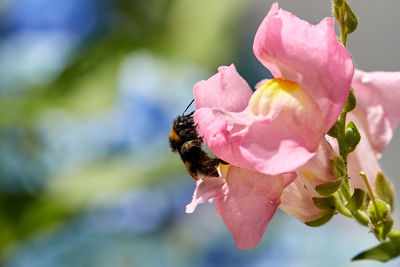 Close-up of insect on pink flower