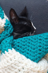 Close-up of cat sleeping on bed