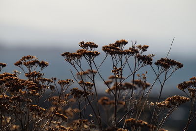 Close-up of dry flowers