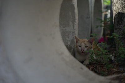 High angle portrait of cat relaxing outdoors